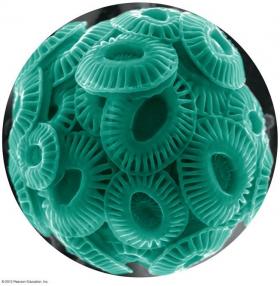 Karadeniz’deki alg patlamasından sorumlu tür Emiliana huxleyi